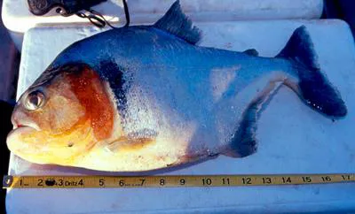Pirambeba (Serrasalmus humeralis)