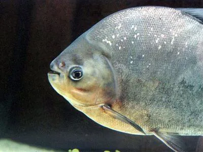 Pirapatinga (Piaractus brachypomus)