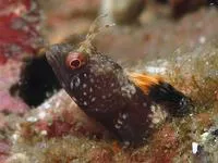 Pirate blenny (Emblemaria piratula)