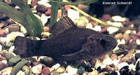 Pirate perch (Aphredoderus sayanus)