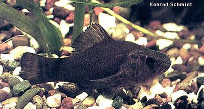 Pirate perch (Aphredoderus sayanus)
