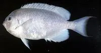 Pitcairn angelfish (Genicanthus spinus)
