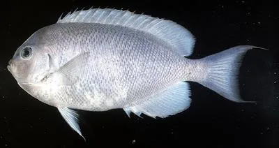 Pitcairn angelfish (Genicanthus spinus)
