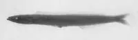 Pitcairn Sandlance (Ammodytoides leptus)