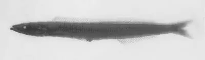 Pitcairn Sandlance (Ammodytoides leptus)