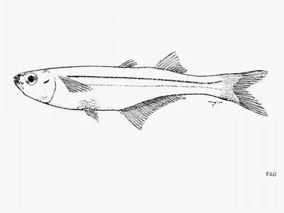 Pitcher silverside (Atherinella nepenthe)