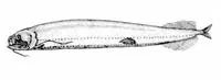 Pitgum lanternfish (Opostomias mitsuii)
