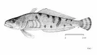 Pithead (Cryothenia peninsulae)