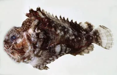 Pitted stonefish (Erosa erosa)