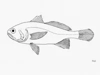 Pizzaro stardrum (Stellifer pizarroensis)