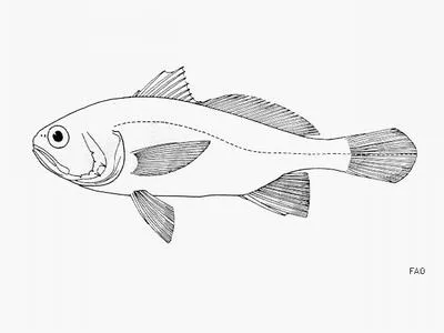Pizzaro stardrum (Stellifer pizarroensis)