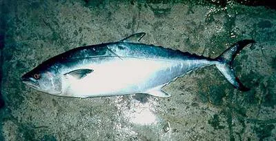 Plain bonito (Orcynopsis unicolor)