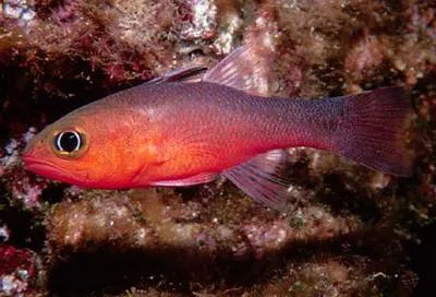 Plain cardinalfish (Apogon atricaudus)