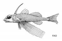 Plain helmet gurnard (Dactyloptena tiltoni)