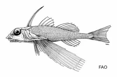 Plain helmet gurnard (Dactyloptena tiltoni)