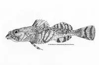 Plain sculpin (Myoxocephalus jaok)