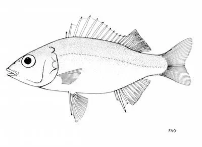 Plain terapon (Mesopristes elongatus)
