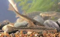 Plain thicklip loach (Triplophysa labiata)