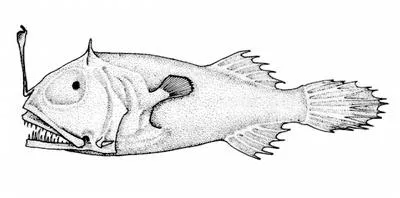 Plainchin dreamarm (Leptacanthichthys gracilispinis)