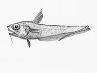 Plainfin grenadier (Ventrifossa divergens)