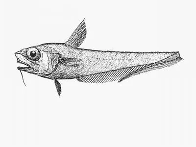 Plainfin grenadier (Ventrifossa divergens)