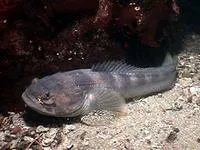 Plainfin midshipman (Porichthys notatus)