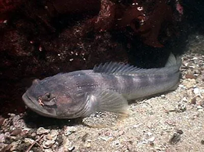 Plainfin midshipman (Porichthys notatus)
