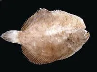Plainfin sole (Achirus declivis)