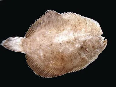Plainfin sole (Achirus declivis)