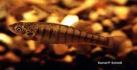 Plains killifish (Fundulus zebrinus)