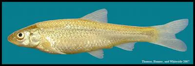 Plains minnow (Hybognathus placitus)
