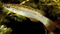 Plains topminnow (Fundulus sciadicus)