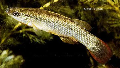 Plains topminnow (Fundulus sciadicus)