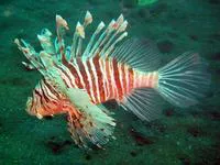 Plaintail turkeyfish (Pterois russelii)
