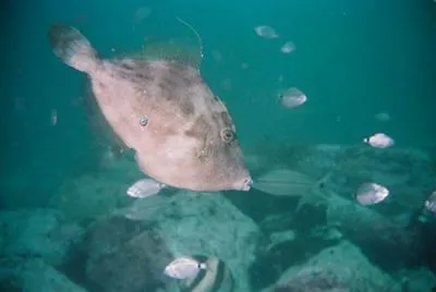 Planehead filefish (Stephanolepis hispidus)