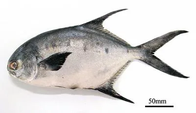 Plata pompano (Trachinotus marginatus)