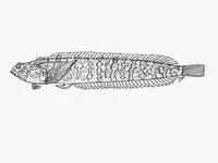 Platanna klipfish (Xenopoclinus kochi)
