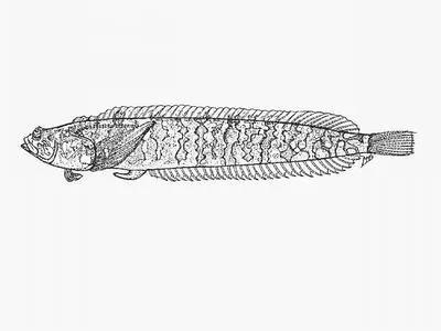 Platanna klipfish (Xenopoclinus kochi)