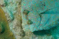Plate fish (Bothus lunatus)