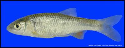 Plateau shiner (Cyprinella lepida)