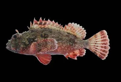Player scorpionfish (Scorpaena histrio)