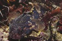Pleated toadfish (Chatrabus felinus)
