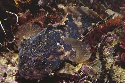 Pleated toadfish (Chatrabus felinus)