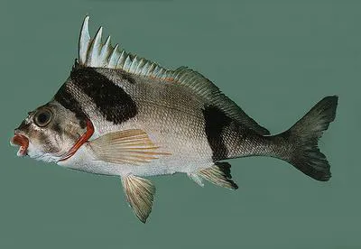 Plessis' morwong (Cheilodactylus plessisi)