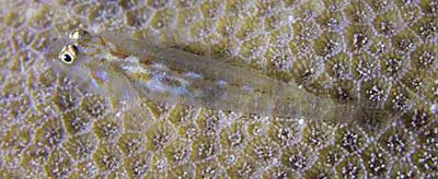 Plicata ghost goby (Pleurosicya plicata)