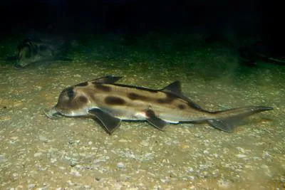 Plownose chimaera, American Elephantfish, Cockfish (Callorhinchus callorynchus)
