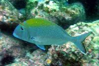 Pluma porgy (Calamus pennatula)