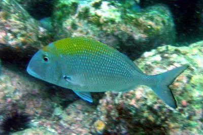 Pluma porgy (Calamus pennatula)