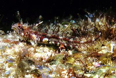 Plume blenny (Cirriemblemaria lucasana)