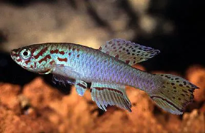 Plumed lyretail (Fundulopanchax filamentosus)